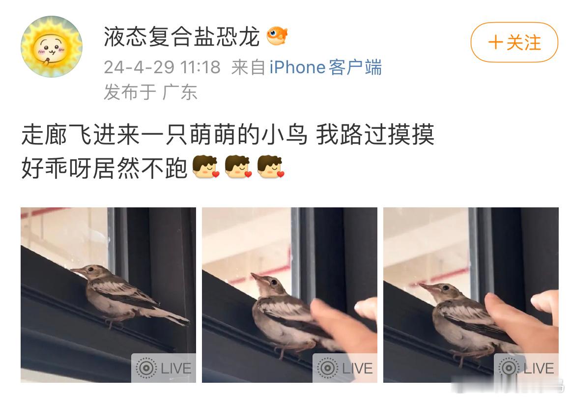 #鸟粉投稿# 是刚学飞的【白鹡jí鸰líng】鲁迅笔下的“张飞鸟”就是它让宝宝自
