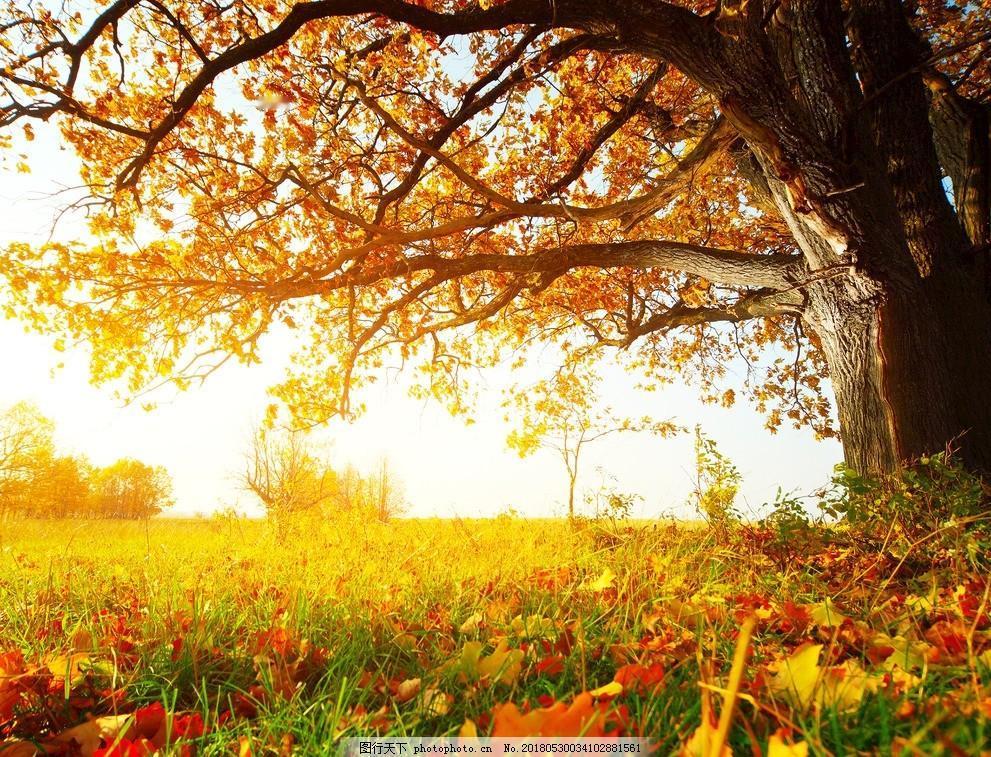 每日金句打卡签到，让生活多一份诗意与力量。今天分享“且停且忘且随风，且行且看且从