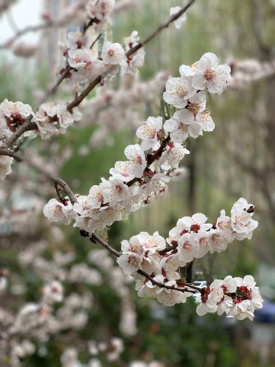 “桃李不言，下自成蹊。”英文为“Peaches and plums do not