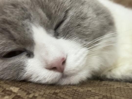 可恶的🦟，还我猫生鼻