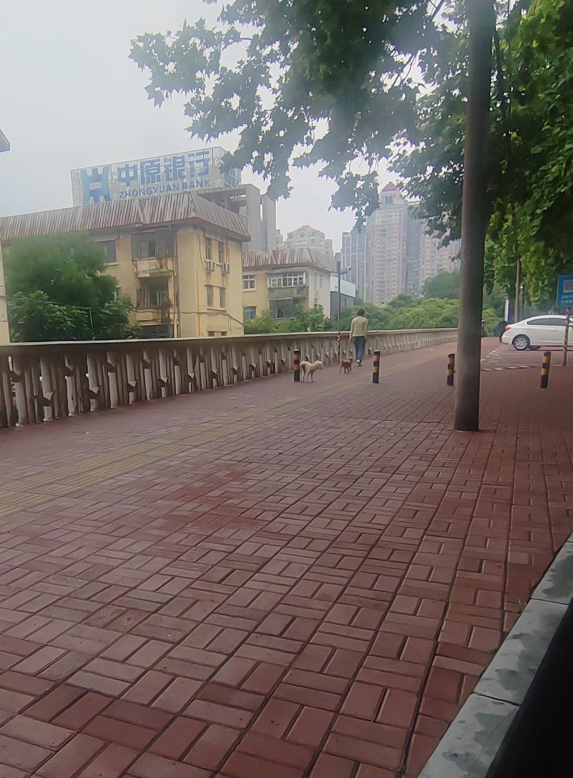 早上7点多，在中兴路湛河桥两头的人行道上，又看到了遛狗不拴绳的。
这一男一女的遛