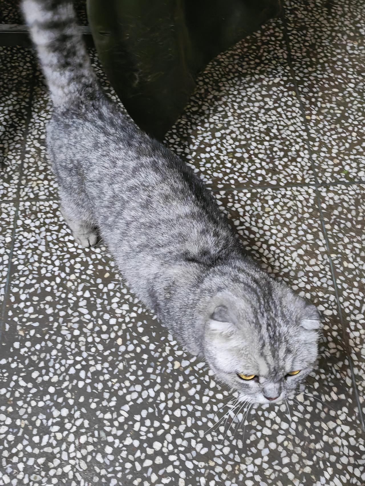 晒出你家最二的猫你知道这个猫叫什么名字吗？他长得很可爱，他非常粘人，你只要在家里