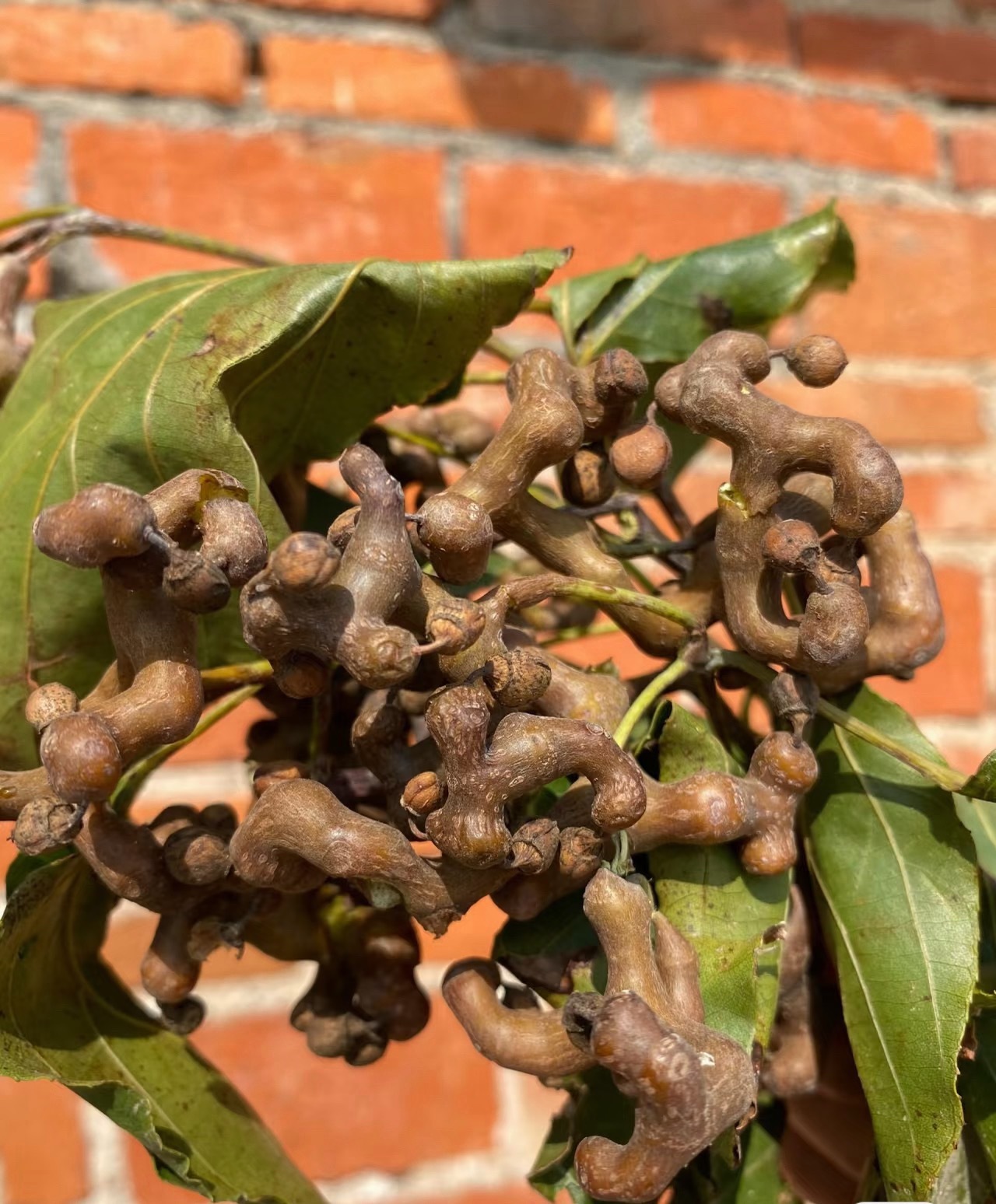 刷视频，刷到这个。这种水果我们村有，你们村有么？ 