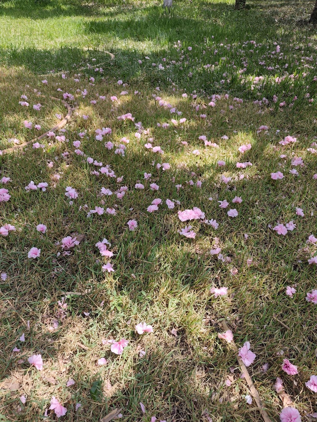 春日里见到了落英缤纷，也见到了柳絮满天飞的盛景。