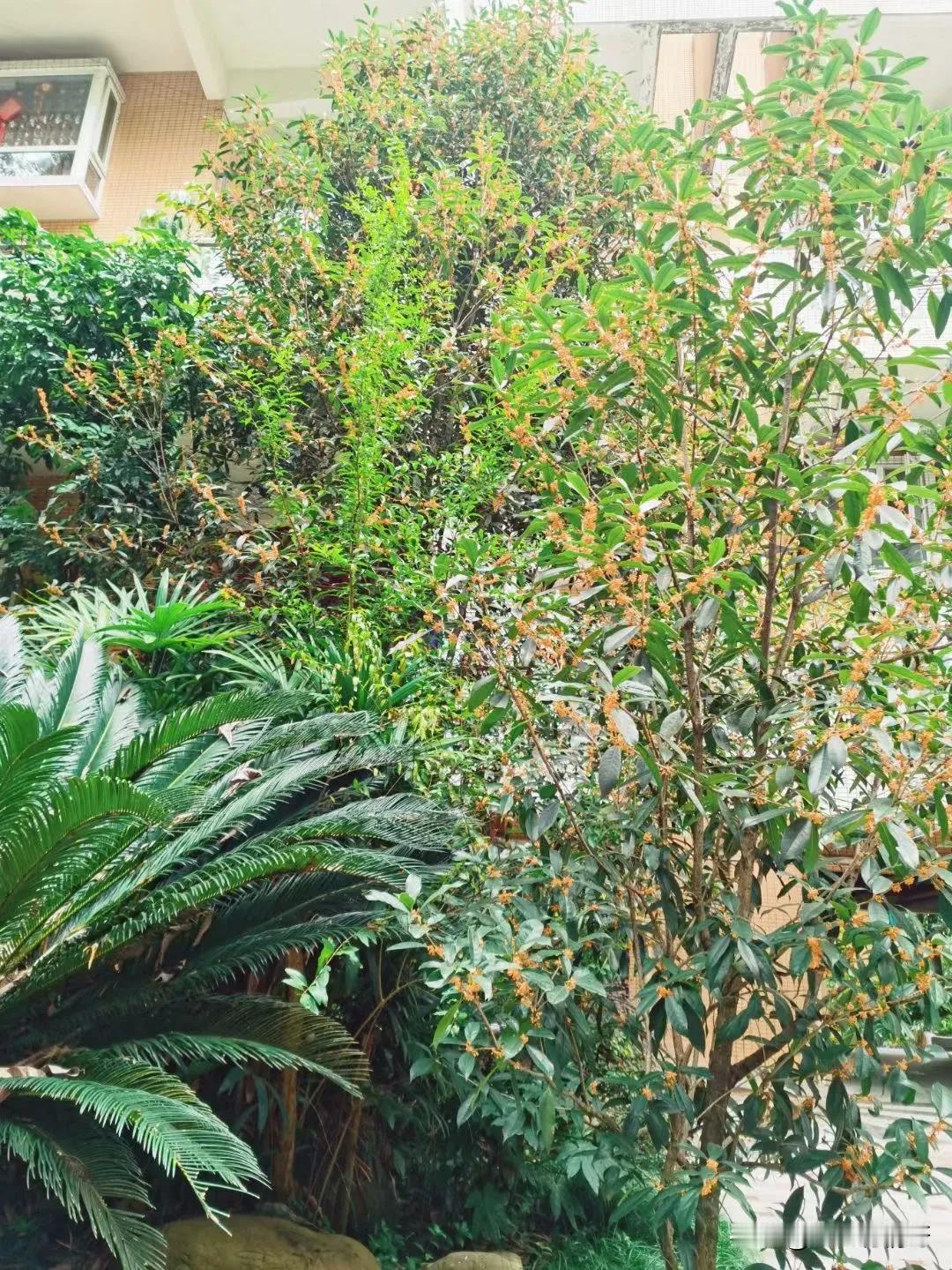 今年三伏以来，天气炎热，持续1个多月，桂花迟迟未开～还在疑惑间，晚秋里，🌸 仙