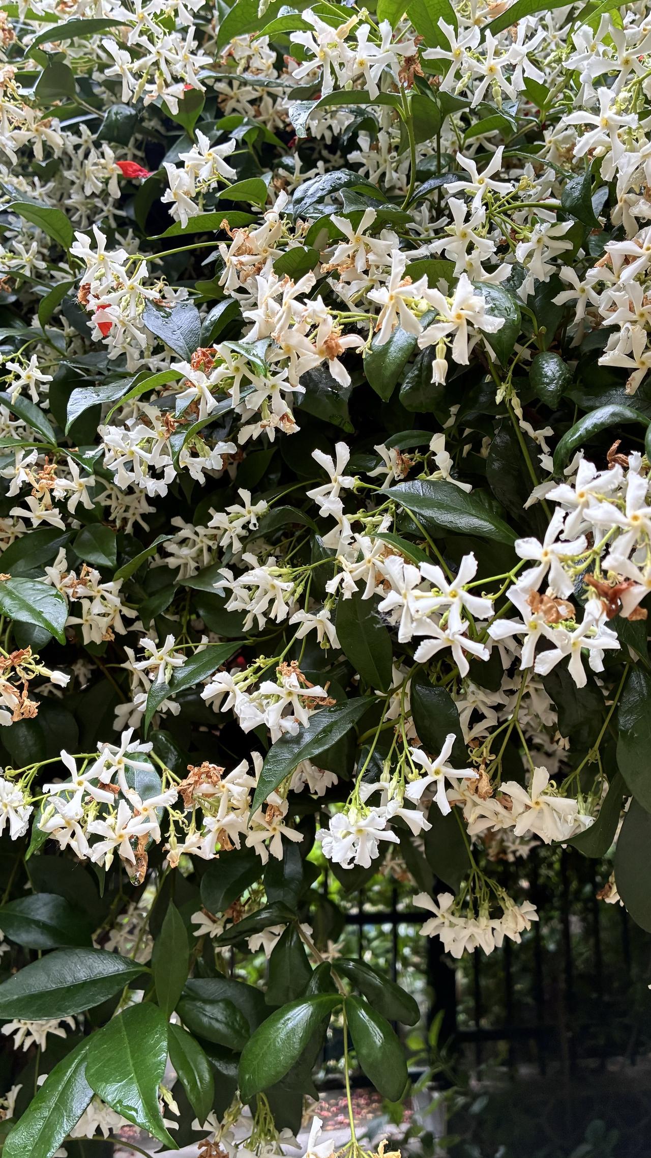 见过花开中华茉莉