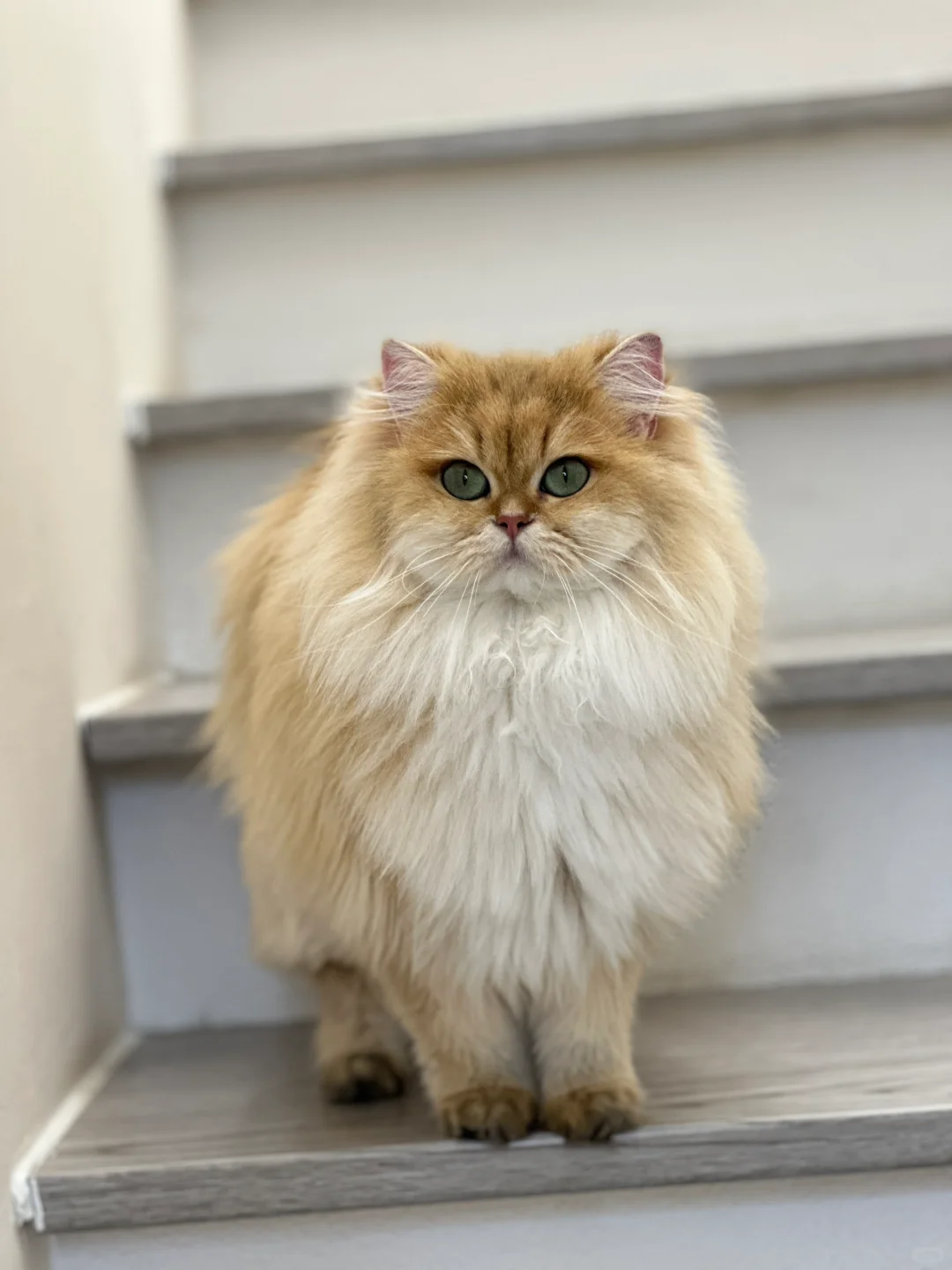 秋冬爆毛小猫满血复活！