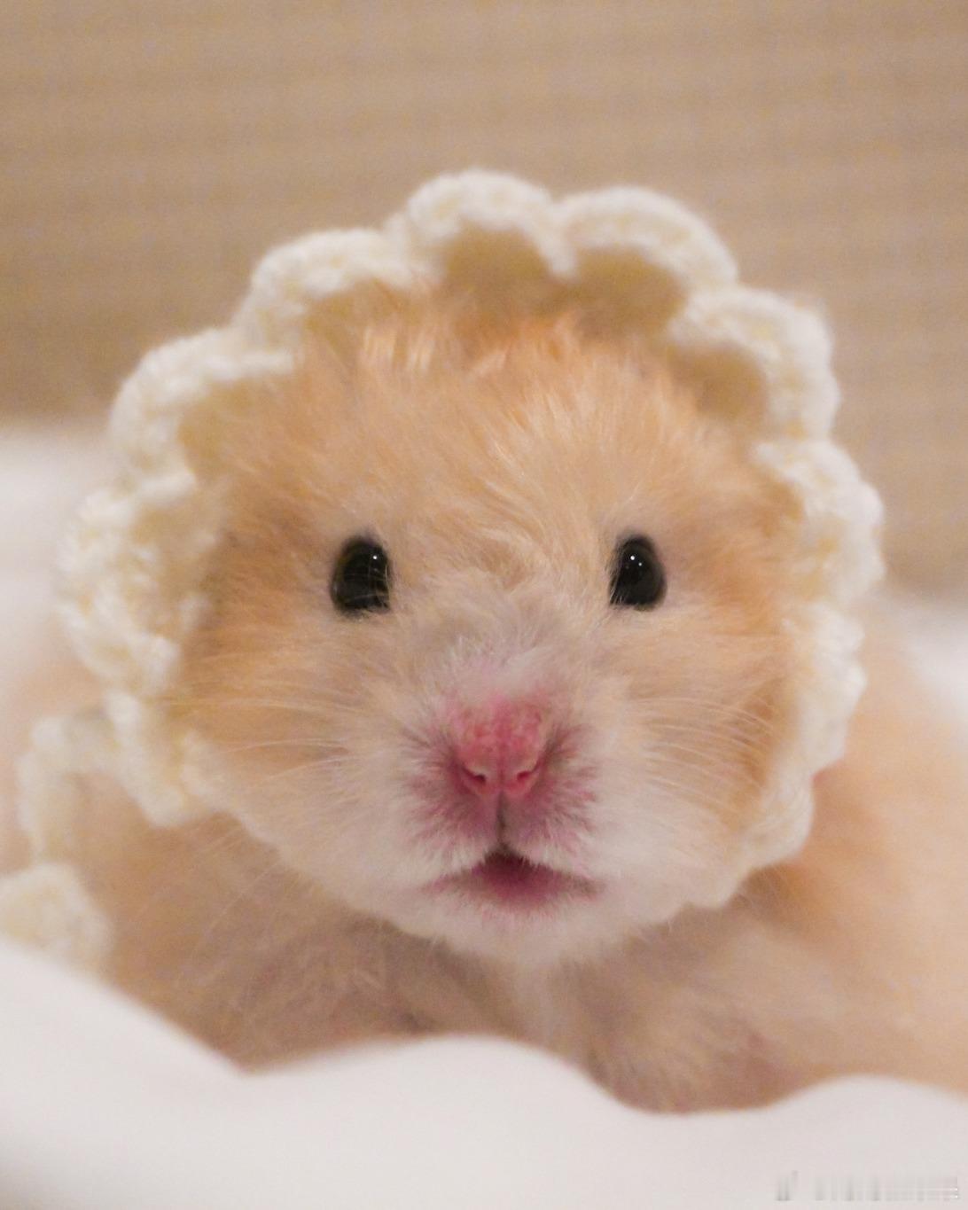 鼠鼠😘cr：mumuu.hamster ​​​