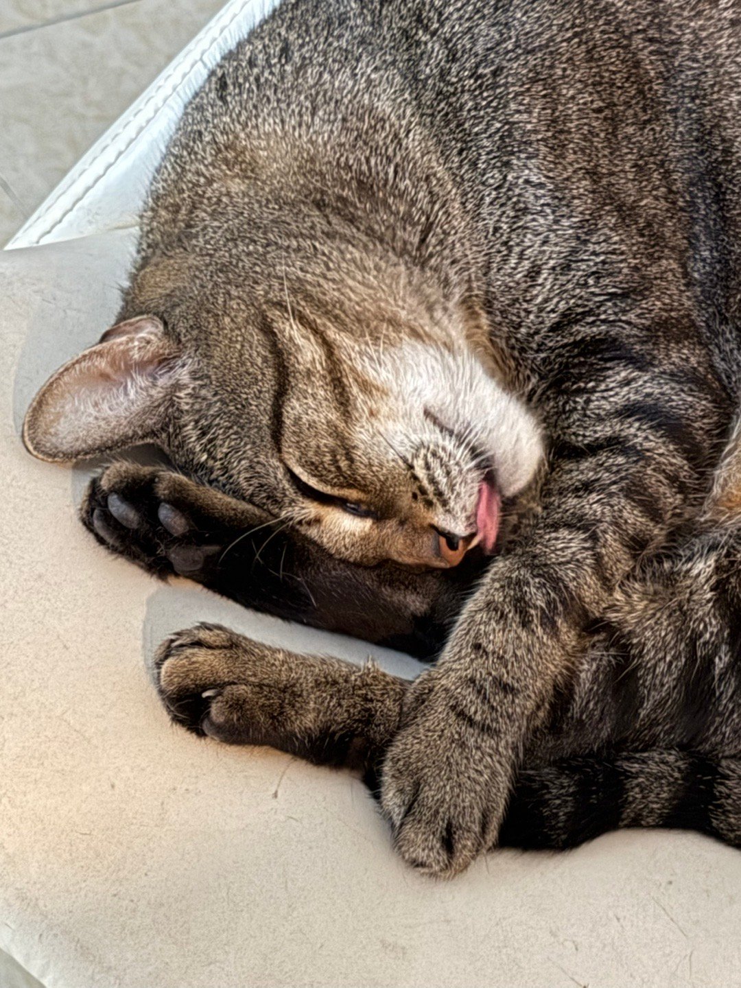 粉粉的小舌头👅 