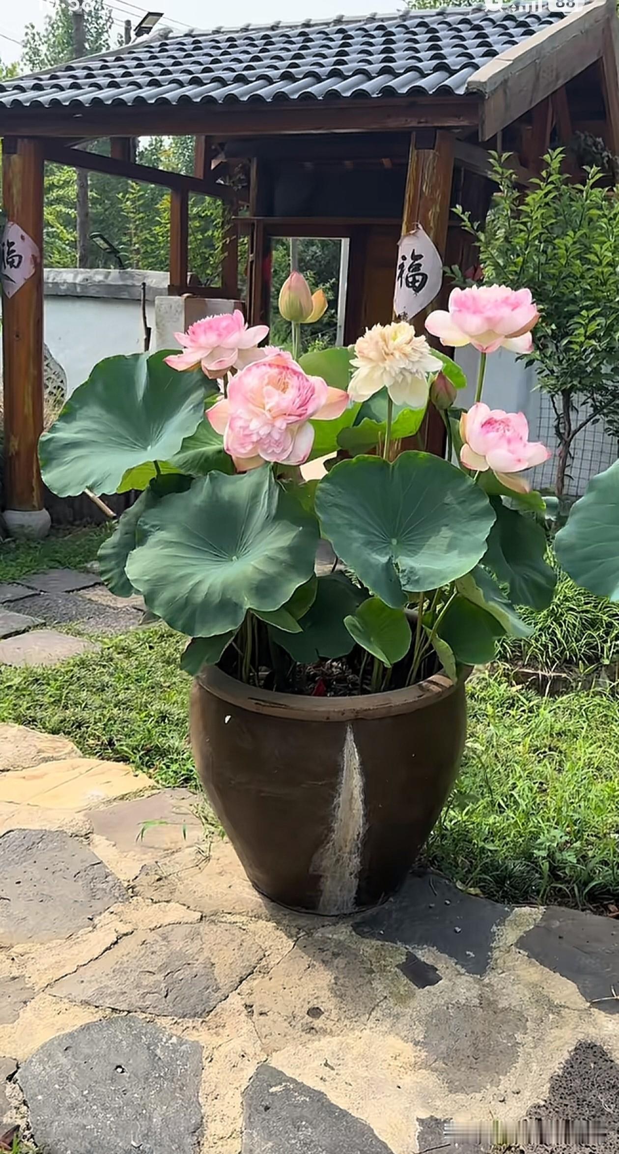 与“荷”“藕”遇，
为“荷”而来！
夏日，
最美的花，
我认为是荷花！
出淤泥而