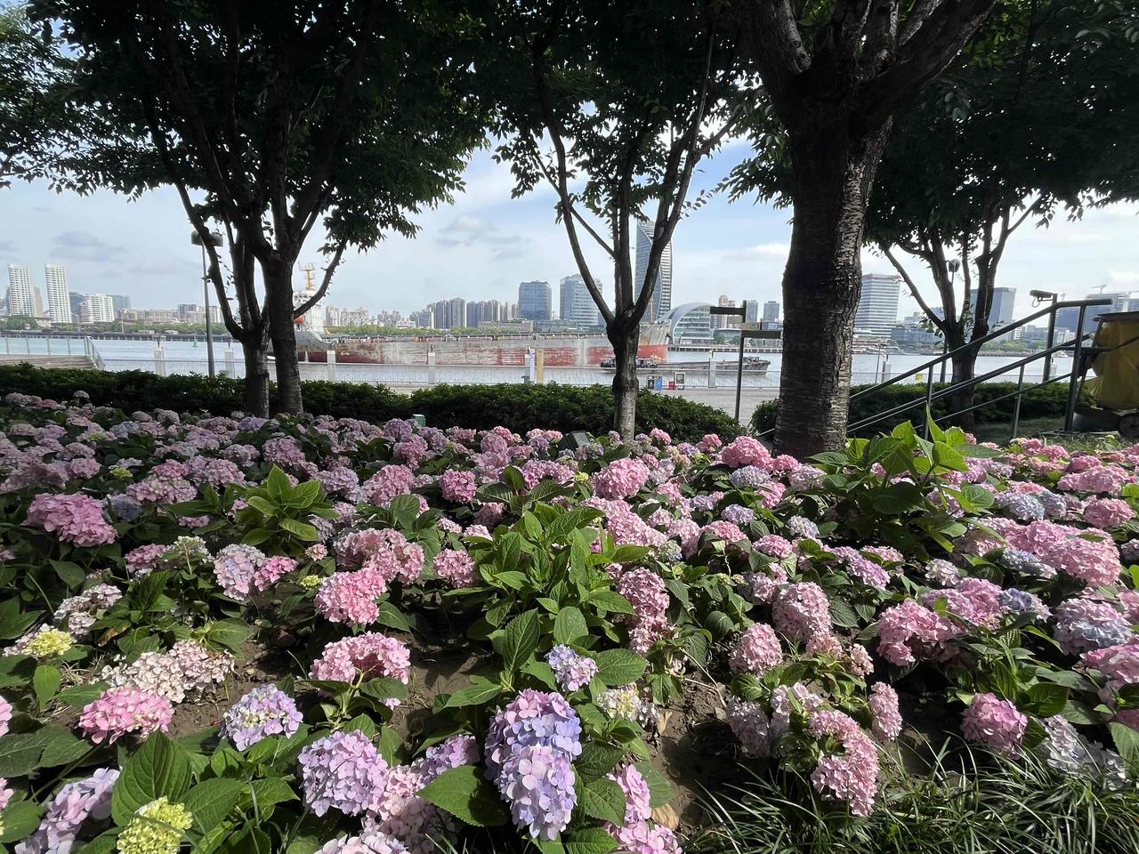 上海不愧是花园城市，这个季节浦东滨江随处可见绣球花海，天气也还不是很热，在江边散