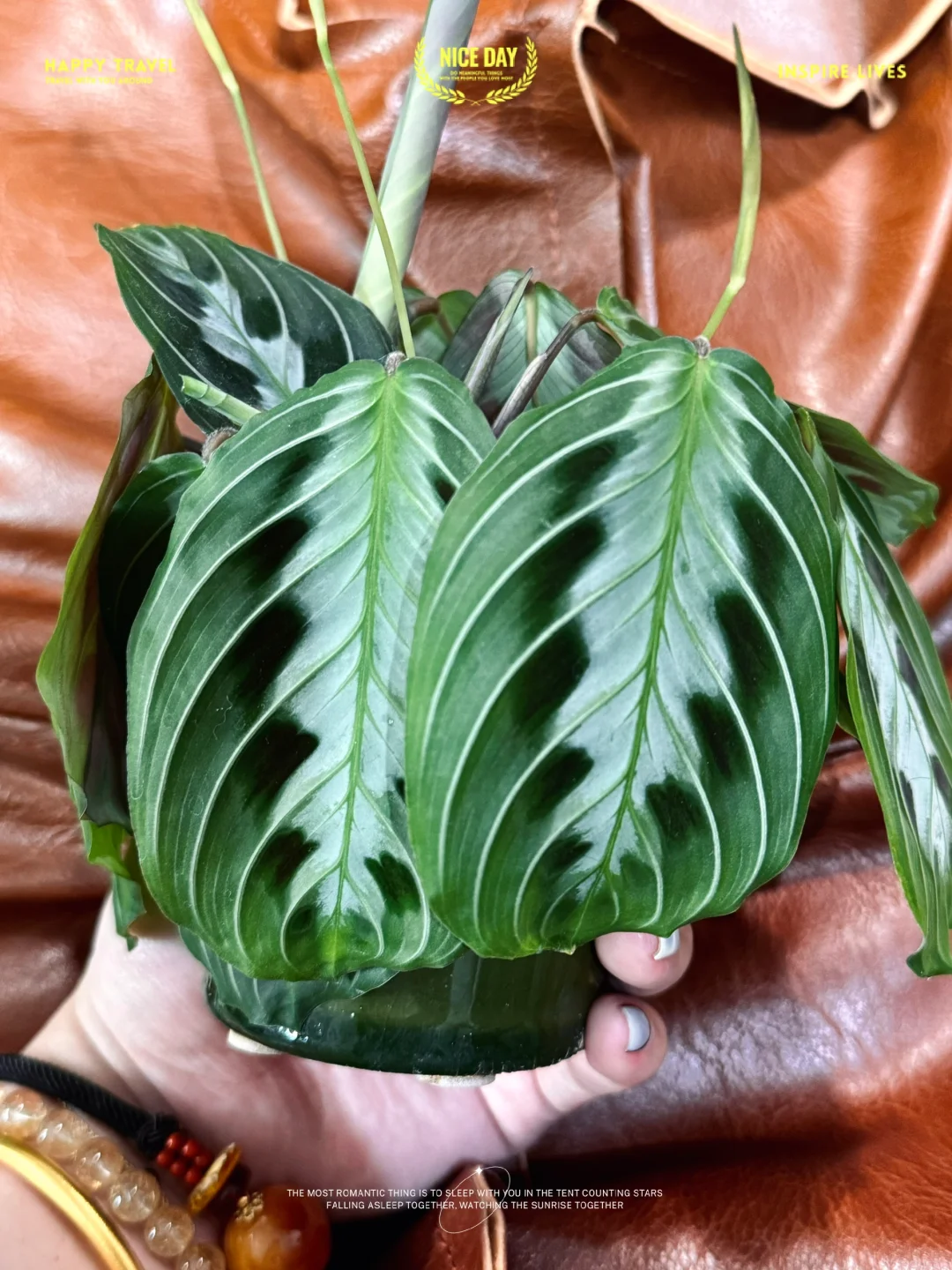像极了那孔雀开屏啊🦚
