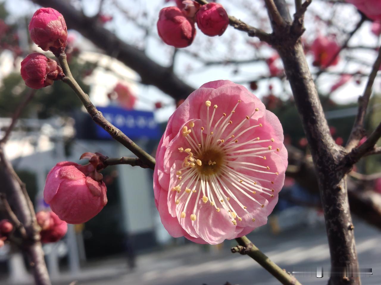 出门去买菜，半路上一树红梅已开了！春天要来了吗？

可是明天才立春呢！今年的天气