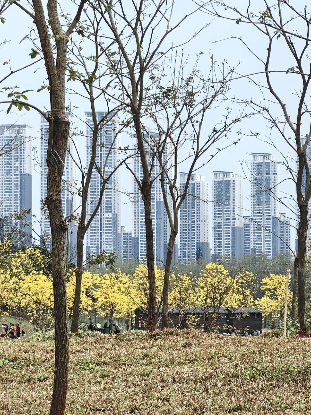 青秀山是我到南宁之后才知道一个景区，它可能是南宁最大的城市公园。整个公园非常巨大