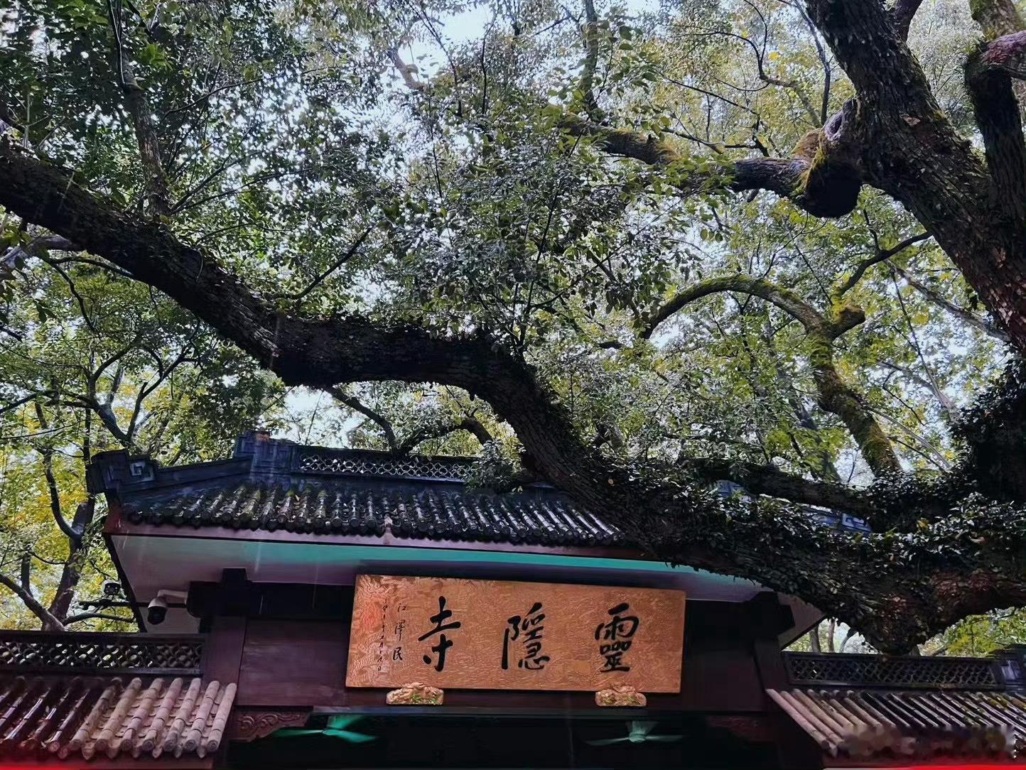 刷到灵隐寺不要无视评论特别灵🙏