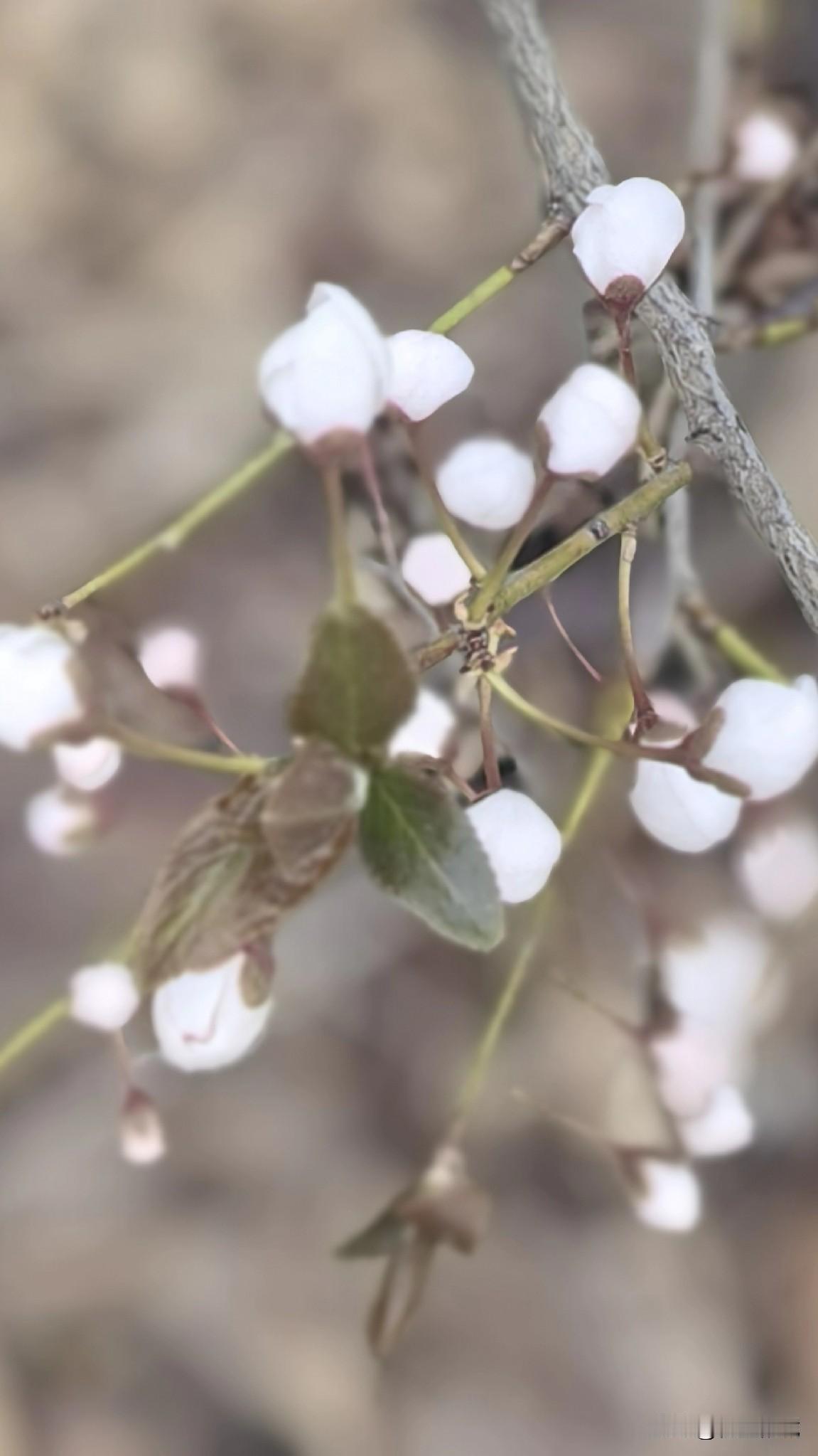 星星点点的花
像极了春天的小心思
在心里藏着的无人可说的秘密
就这样像星星一样的