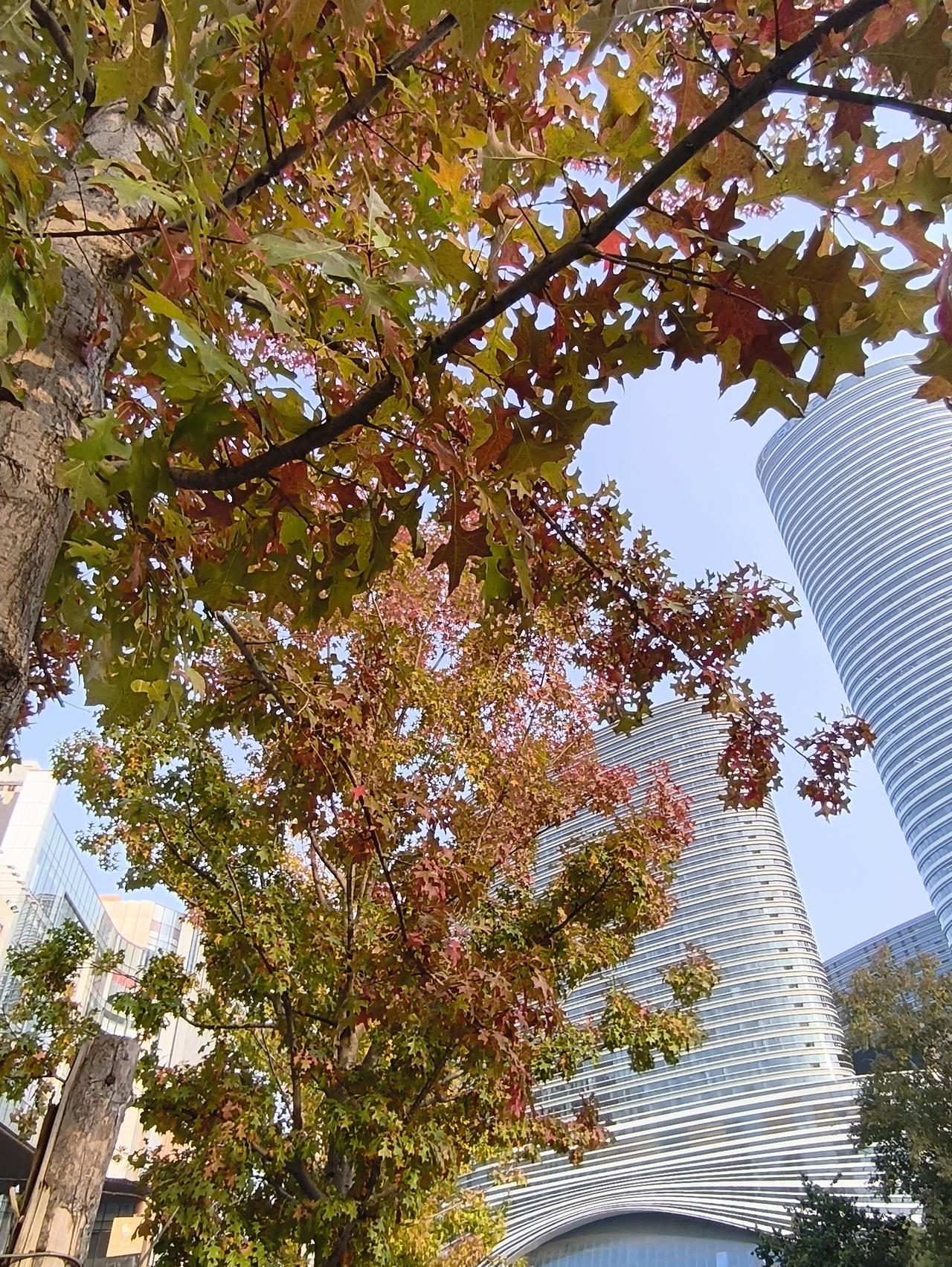 《秋树与楼》带秋的诗句 落叶秋浓时 
巷口秋光半染枝，
掌叶偷藏赤与金。
风过梢