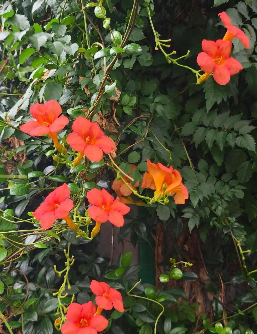 哈鲁呀！看到凌霄花 耳边bgm自动响起🎶偶然发现的一天 金惠允殷端午 金路云金