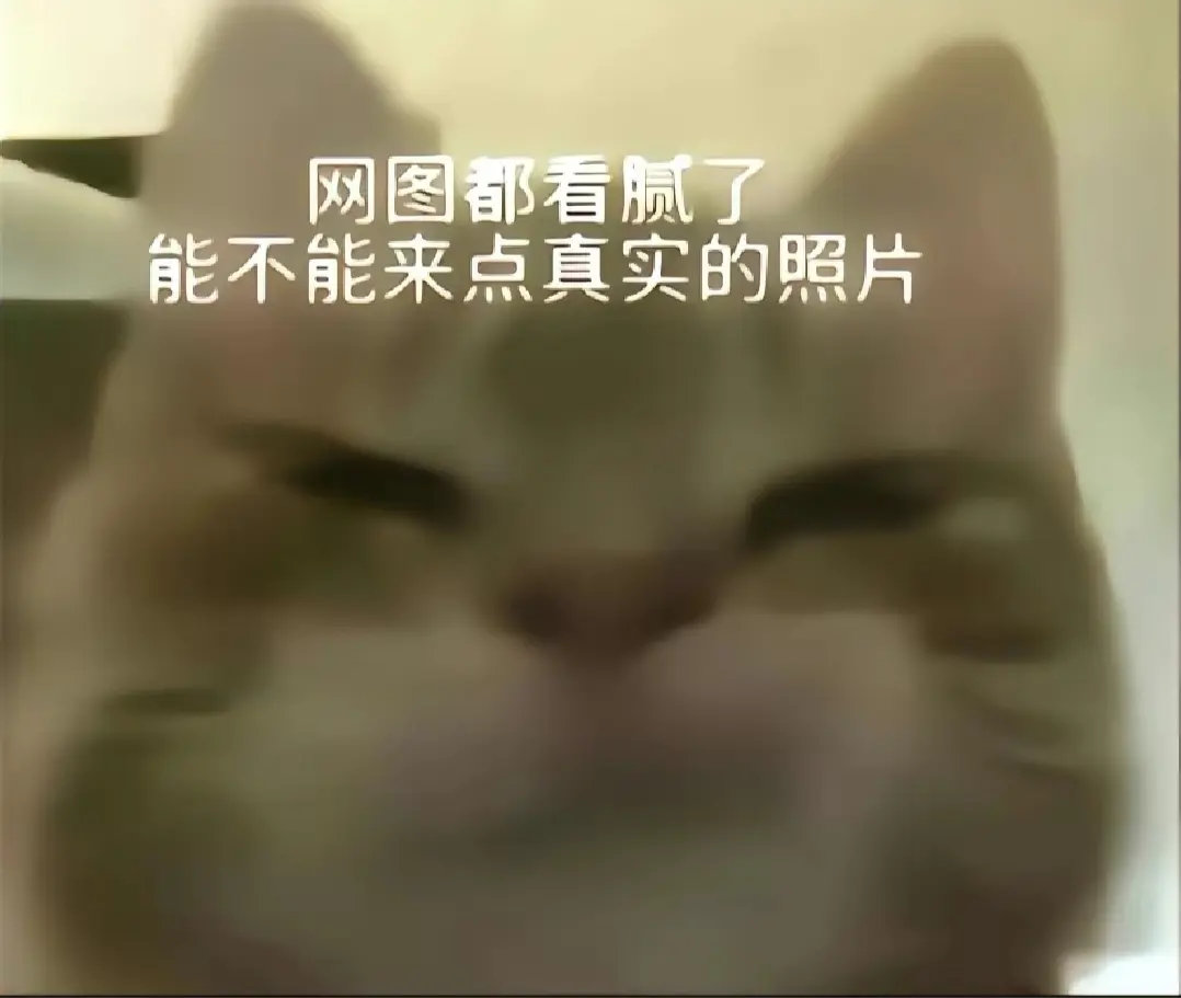 表情包  猫咪承包的搞怪自拍表情包来咯~王子请发张自拍，公主请发张自拍，公主王子