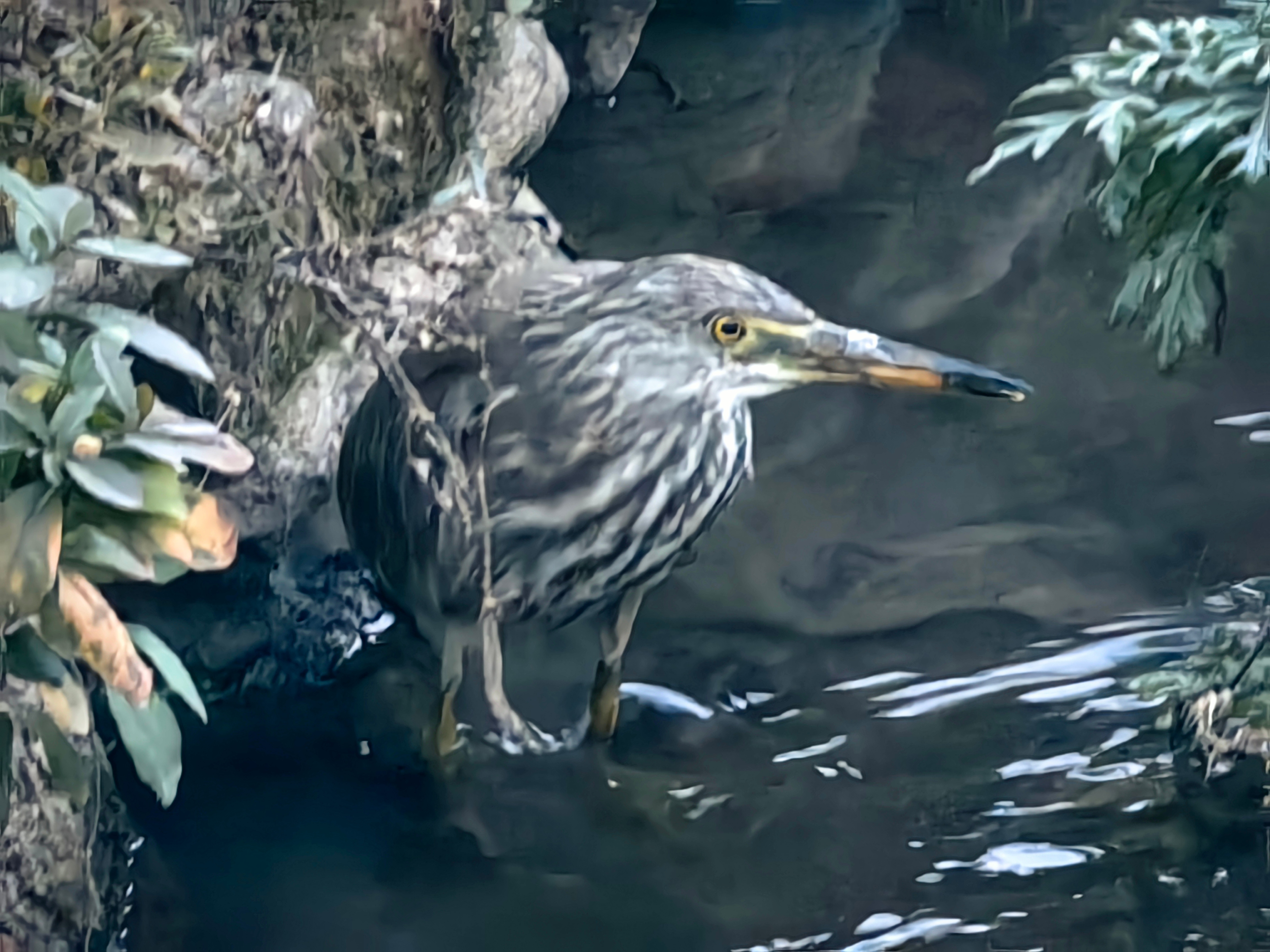 秦岭笑谈 《秦岭深处》十二集——清泉渡鹭影，洞底村冬暮即景莲花山外暮云收洞底村前