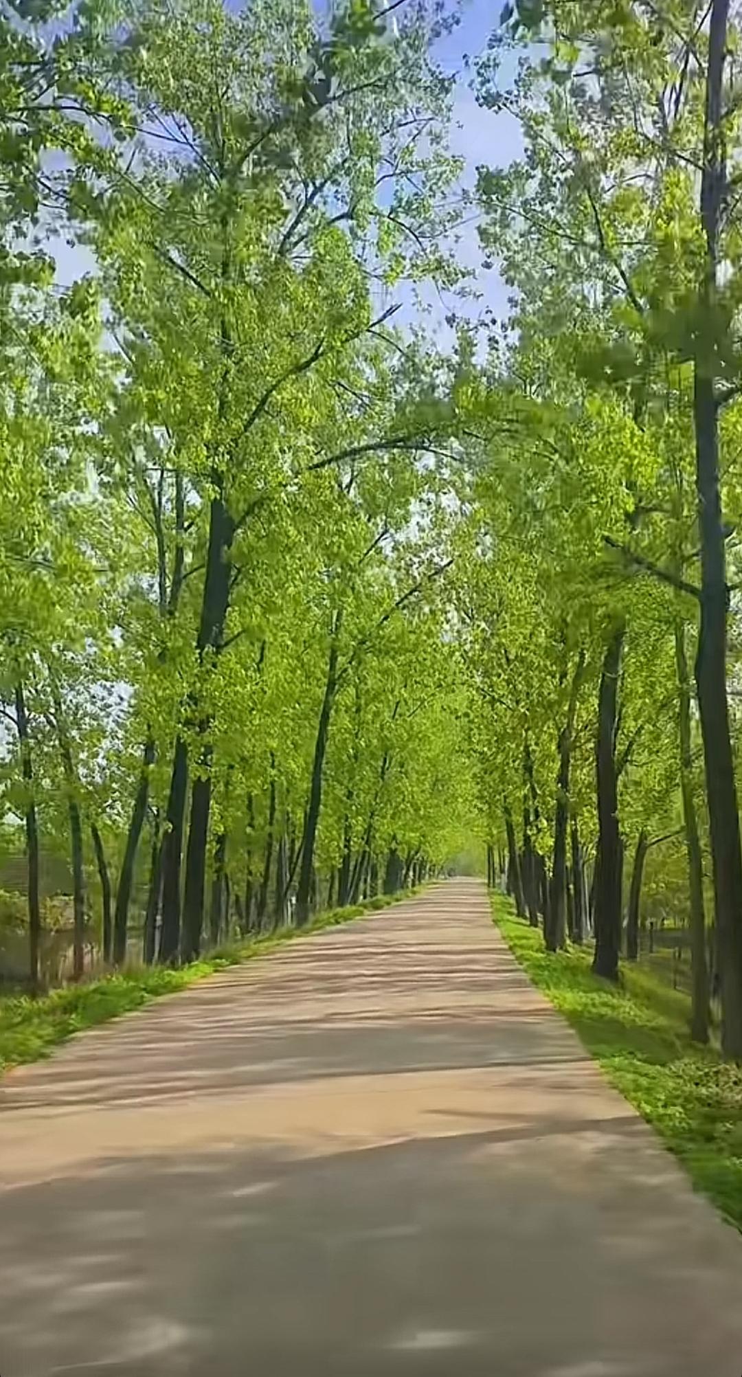 绿树成荫的小路，好惬意！昨天周末回老家拍摄的乡村小道。山东鲁西南，以前和发小经常