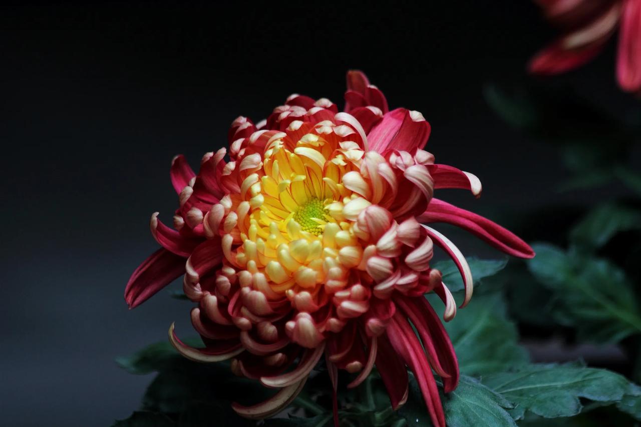 初冬天阴日渐寒，傲霜秋菊花更艳。菊花雨后自带露，寻寻觅觅再入园。[赞][赞][赞