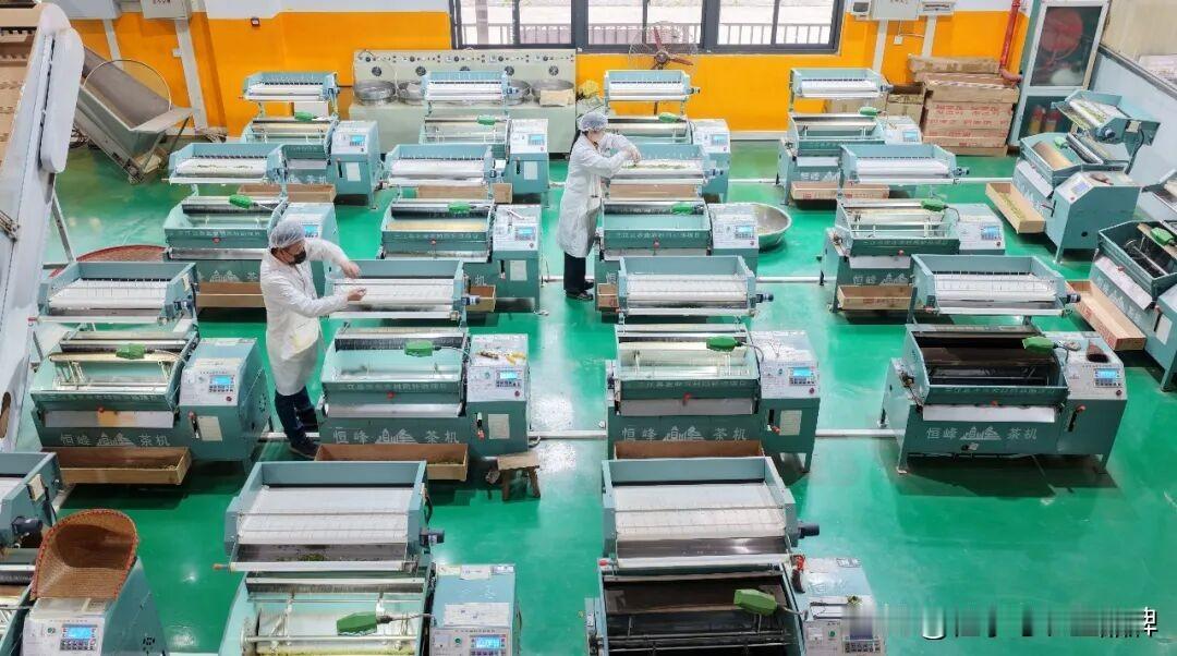 【赶制春茶正当时，现场一派繁忙，只为锁住这口“春天”】

3月2日，在三江侗族自