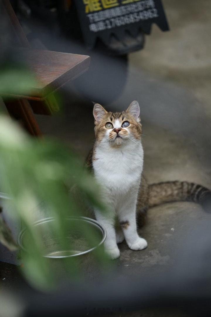 一直守着饭盆的小猫。猫咪摄影