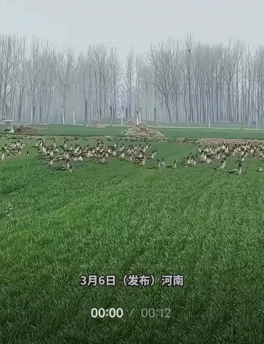 万万没有想到，河南，一男子经过一处麦地时，无意间看到一群大雁停在麦地里，男子也是
