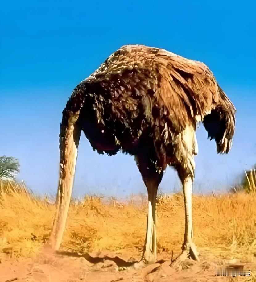 面对紧追猛打的高压态势，把脑袋往沙子里一埋，爱咋咋地。高市深悟鸵鸟精髓:躲不过就