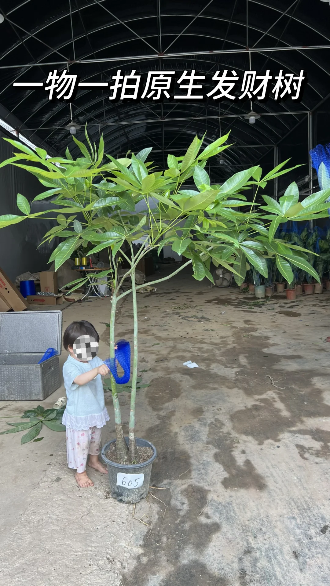 发财树一物一拍原生苗老桩苗
