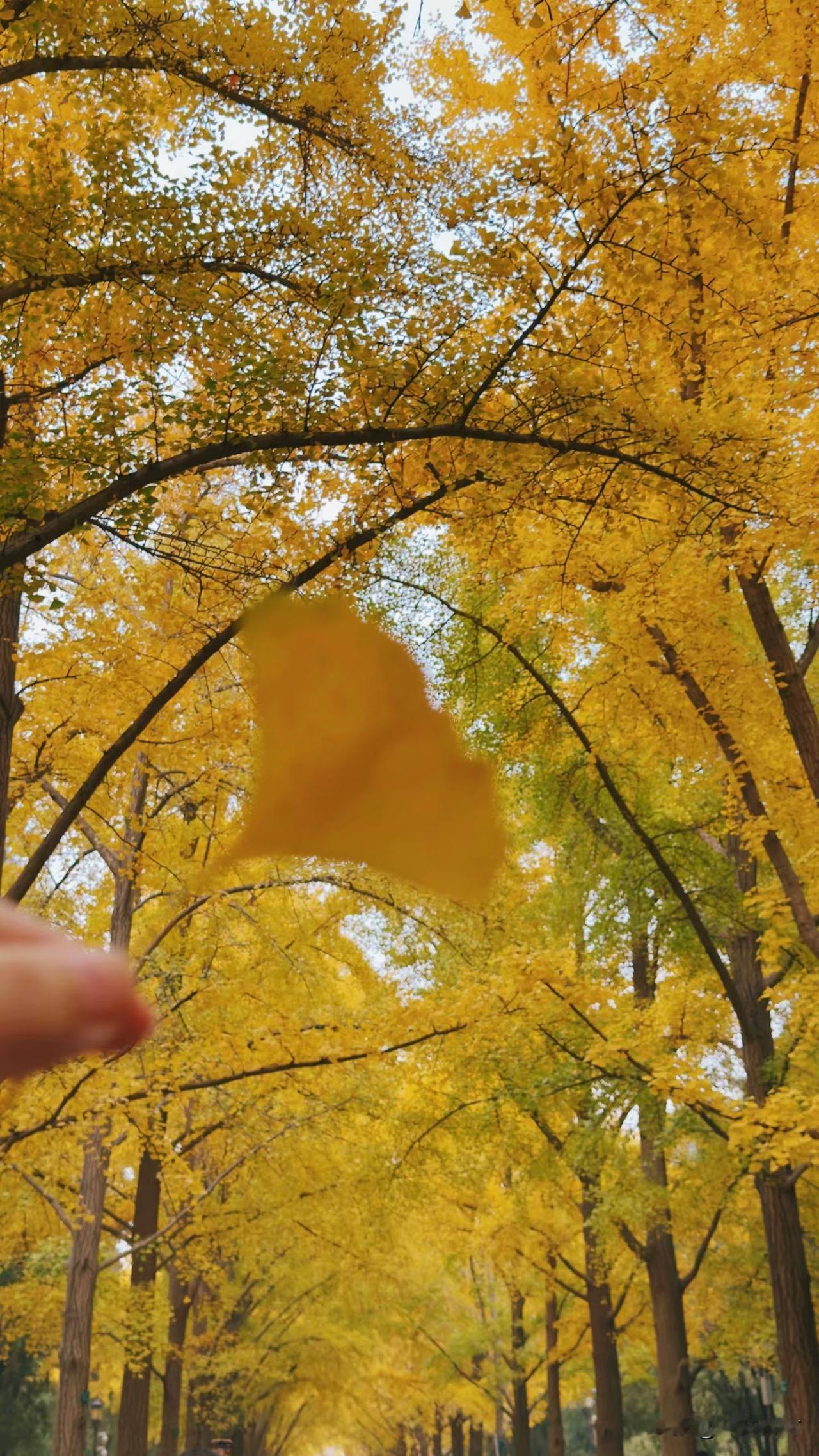 风裹着银杏叶擦过鼻尖，秋意就顺着叶脉漫开了。抬头是铺天盖地的金，像把整季阳光都揉