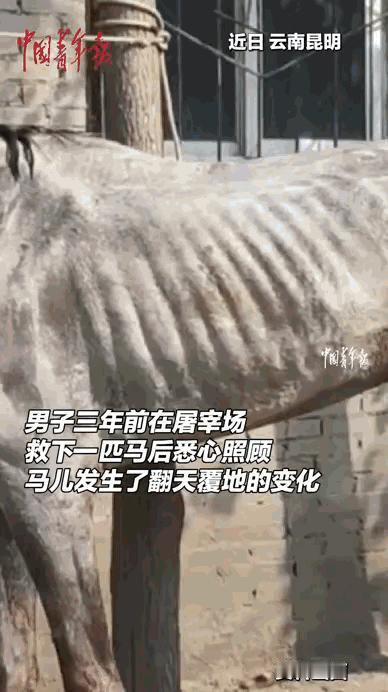 云南昆明，一匹病马原本要被主人宰掉，不料被好心人救下。他3个多月里，花费超10万