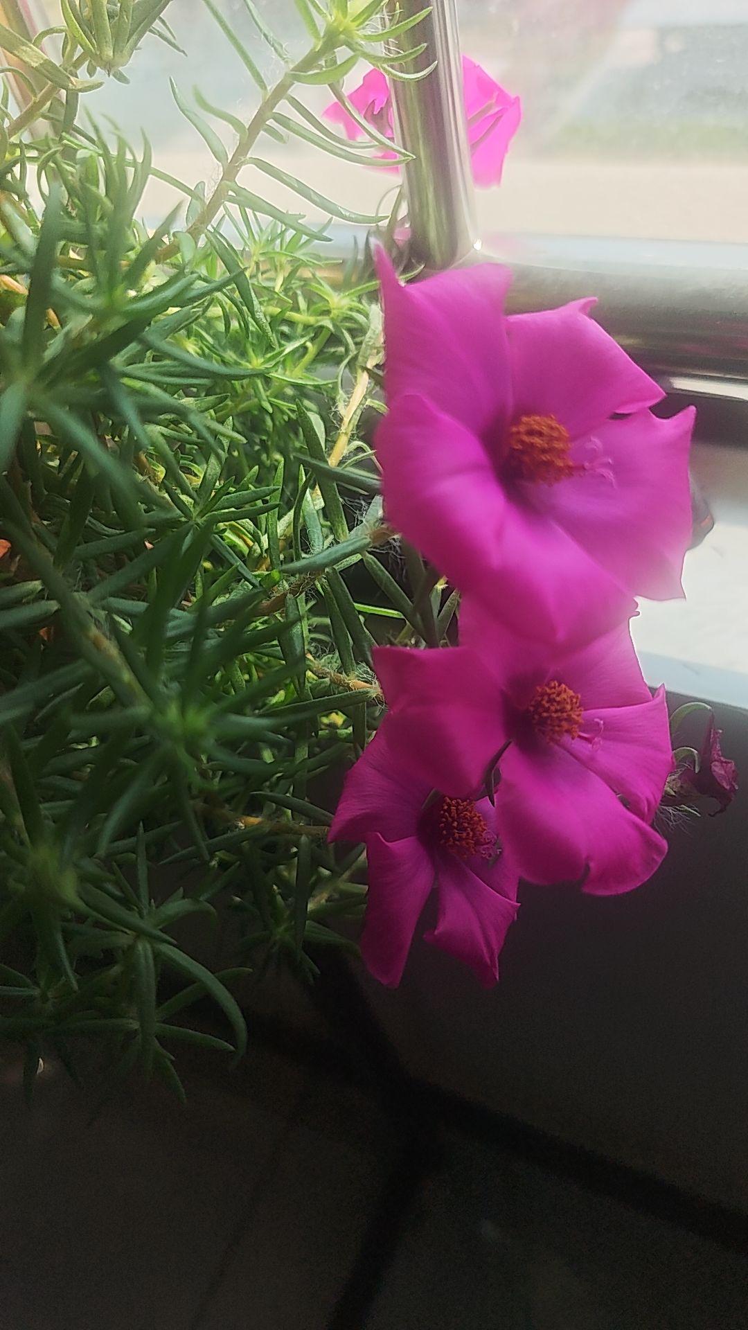 我家的花开了！我养的花开了了重瓣太阳花 爱生活爱养花