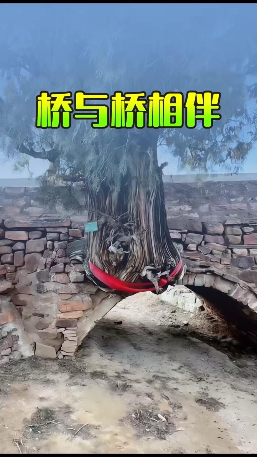 谁能想到石家庄藏着这样一棵奇树！桥拱里长出的古树悬空而立，上不着天，下不着地，和