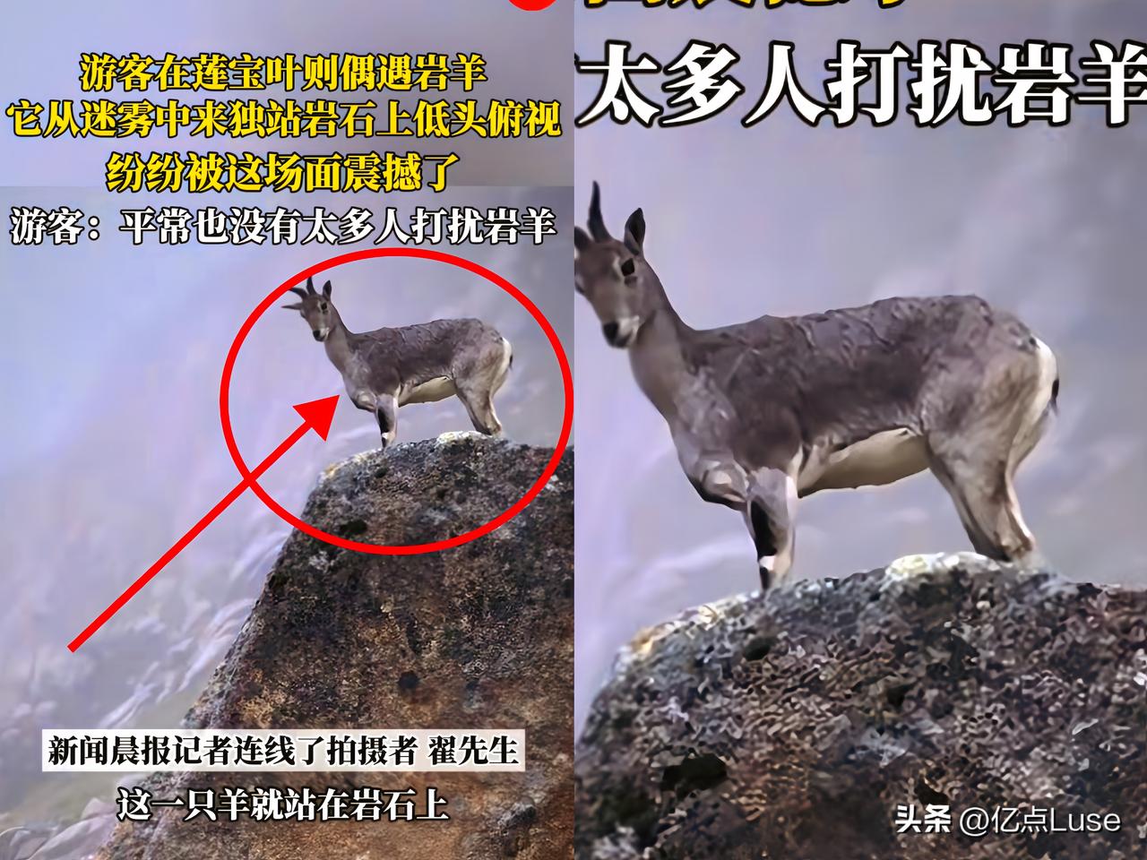 彻底解释不清了！

连新华社都忍不住转发了。
 
四川游客在莲宝叶侧的山路中徒步