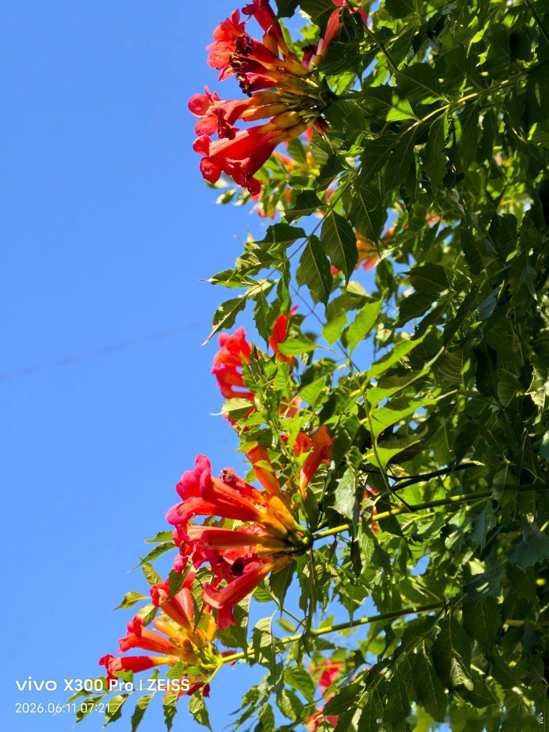 夏日常见，花开正好🌼 