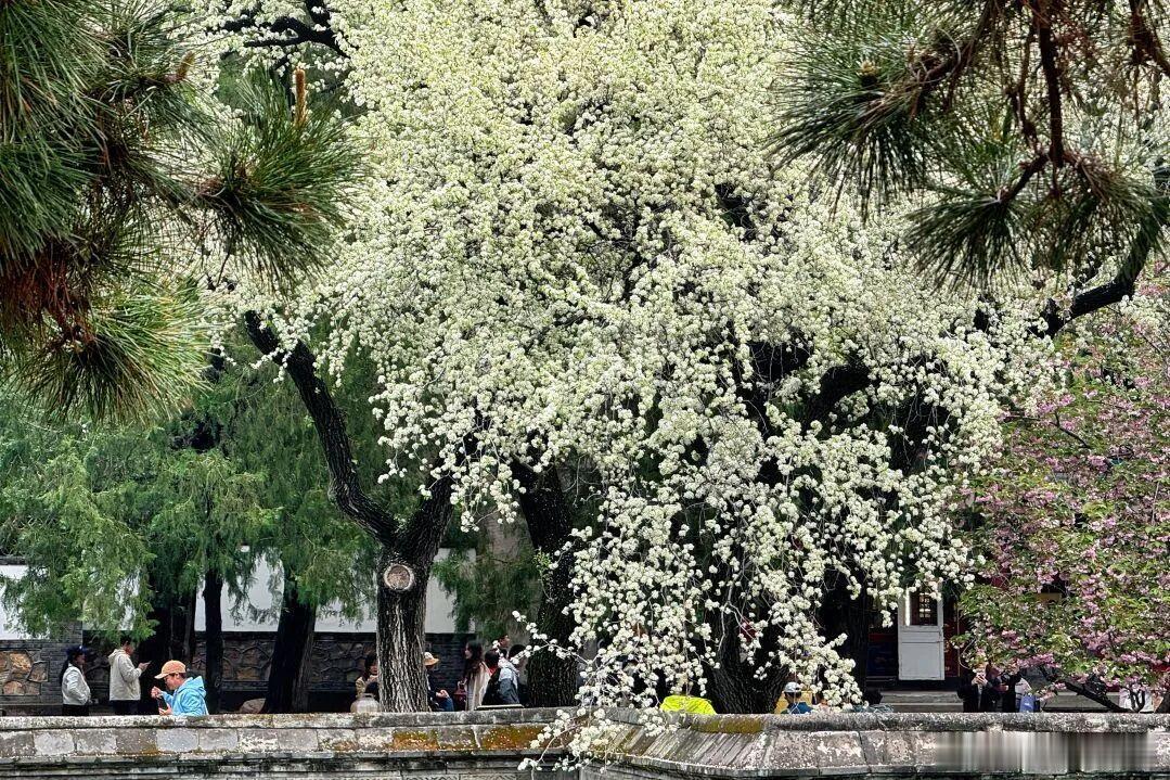 梨花带雨，清雪满枝，留得香雪几许，对坐凝眸听雨～ 