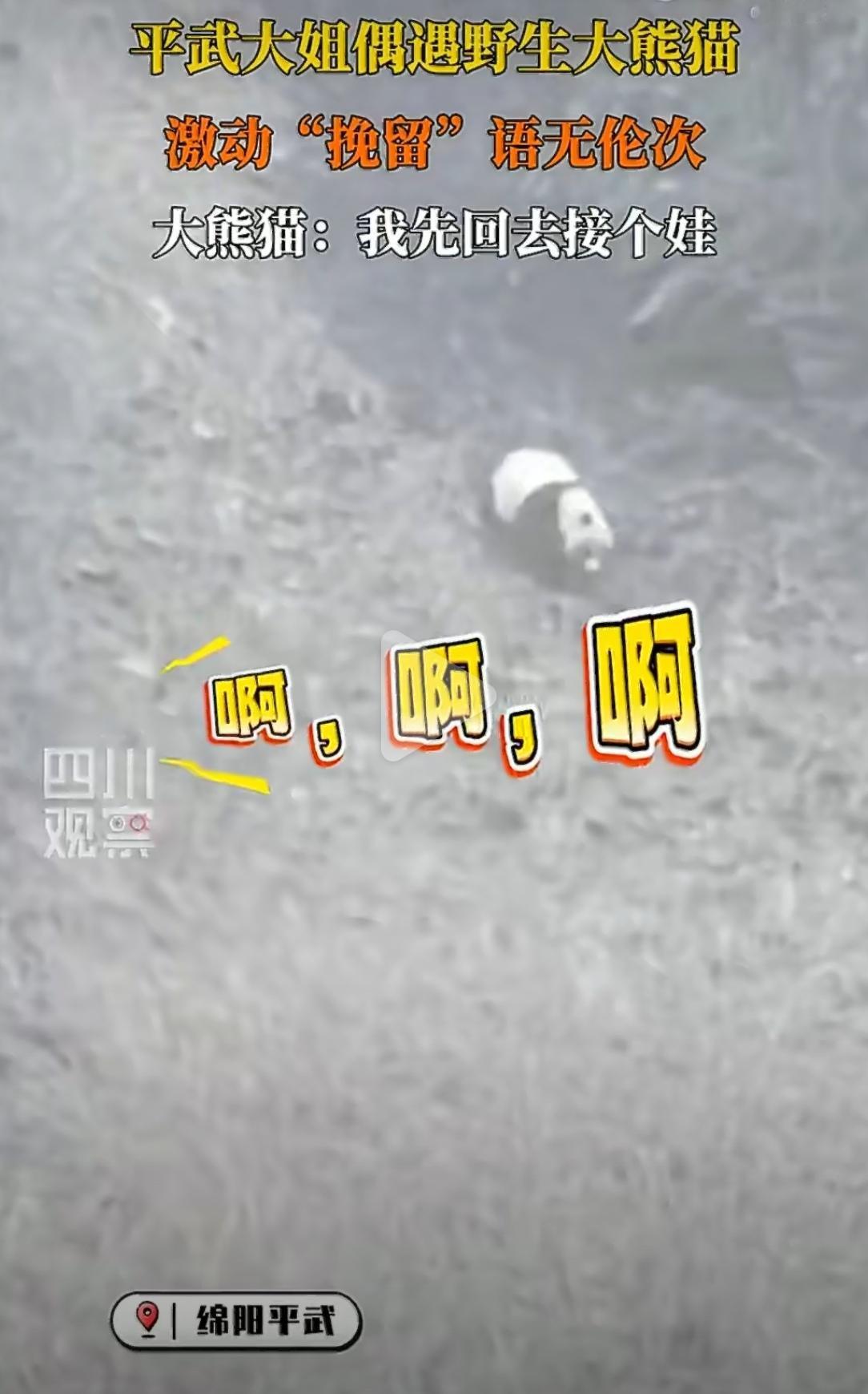 四川绵阳平武，一位大姐正在路边，突然瞅见一只野生大熊猫慢悠悠地从山上溜达下来。