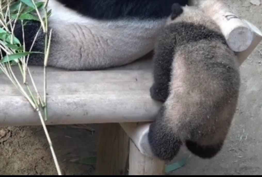 这么脏的福宝，长大后不太会有，就如萌兰，长大后，一身煤炭的时候，很少。

他们挖