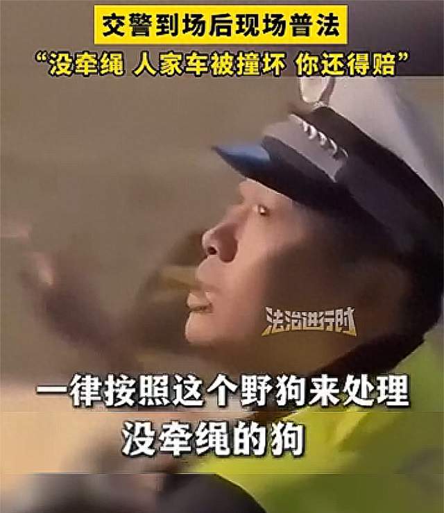 遛狗不牵绳出事故，狗真能算野狗吗