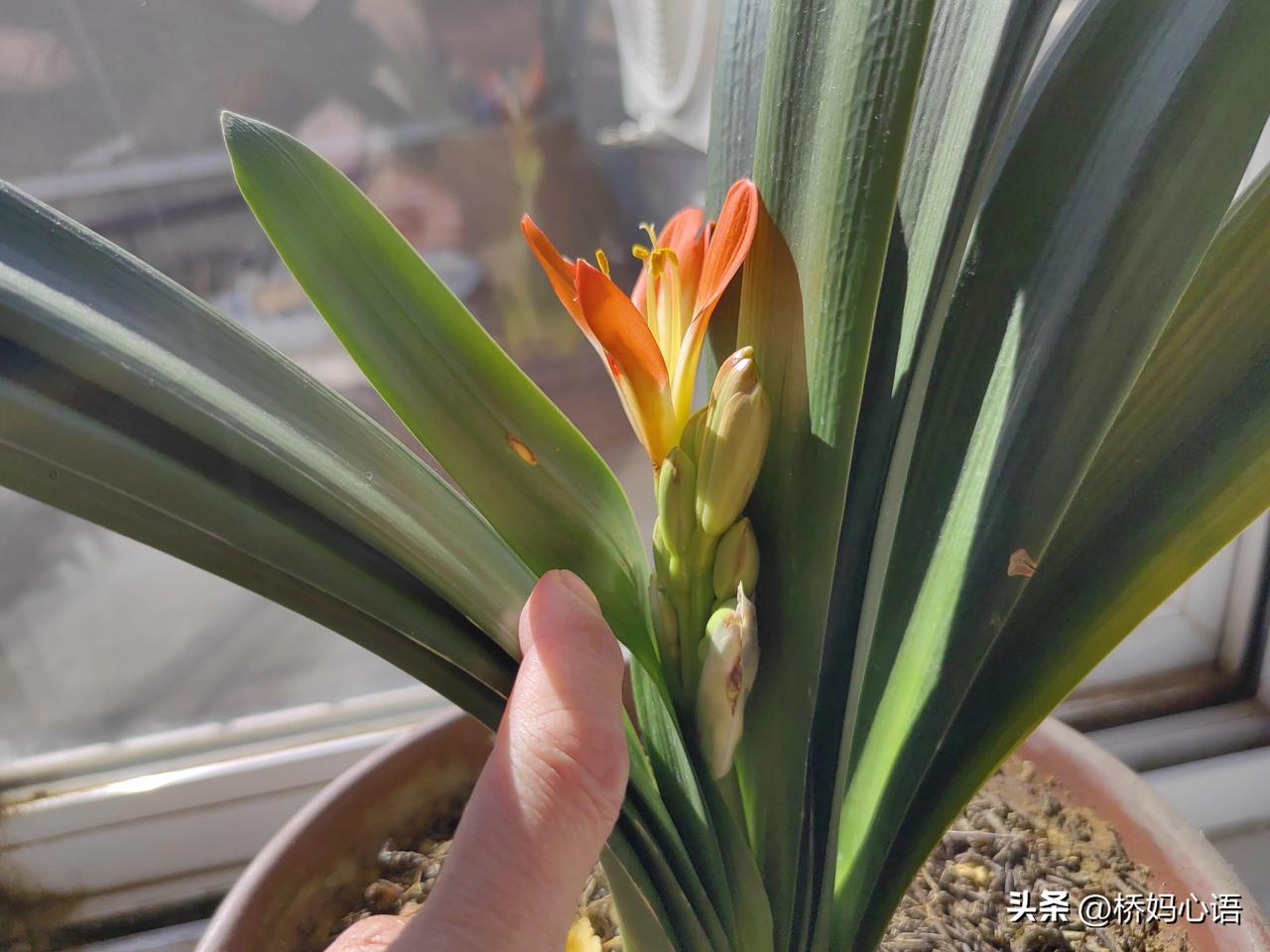 我妈今年75岁，我觉得我老妈算是一个幸福的老人了。

1.我妈有自己独立的住房。