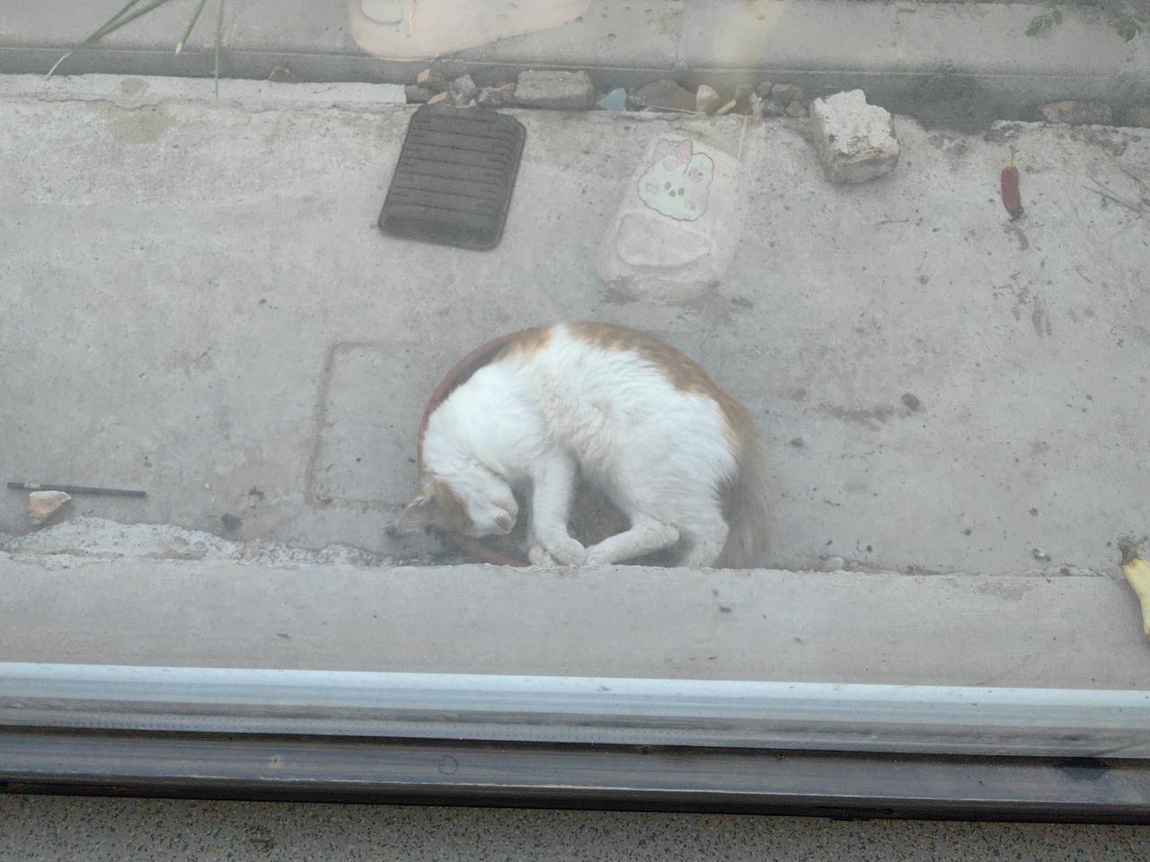 猫猫就是特别喜欢盆[狗头]