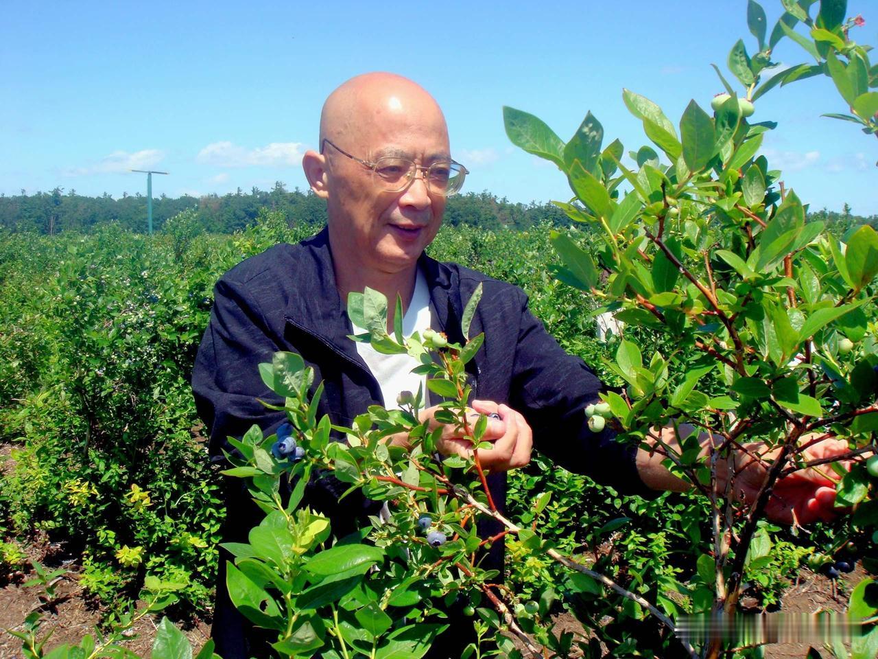 分享你的随手拍农场采摘蓝莓。