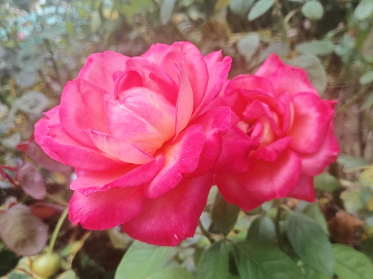 秋风习习，带来了清凉。
秋日之花依然美丽，珍惜时光，年年岁岁。