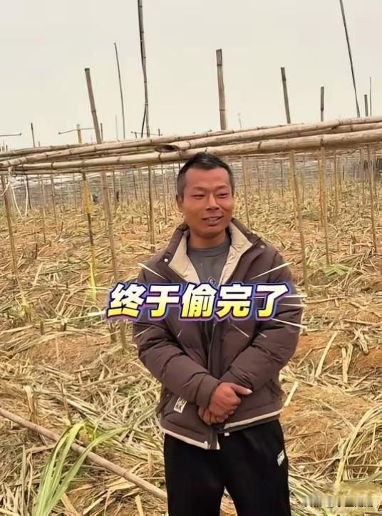 四川甘蔗哥老板终于松了口气。几十亩甘蔗终于被偷完了。
扯着沙哑的喉咙发声:偷完了