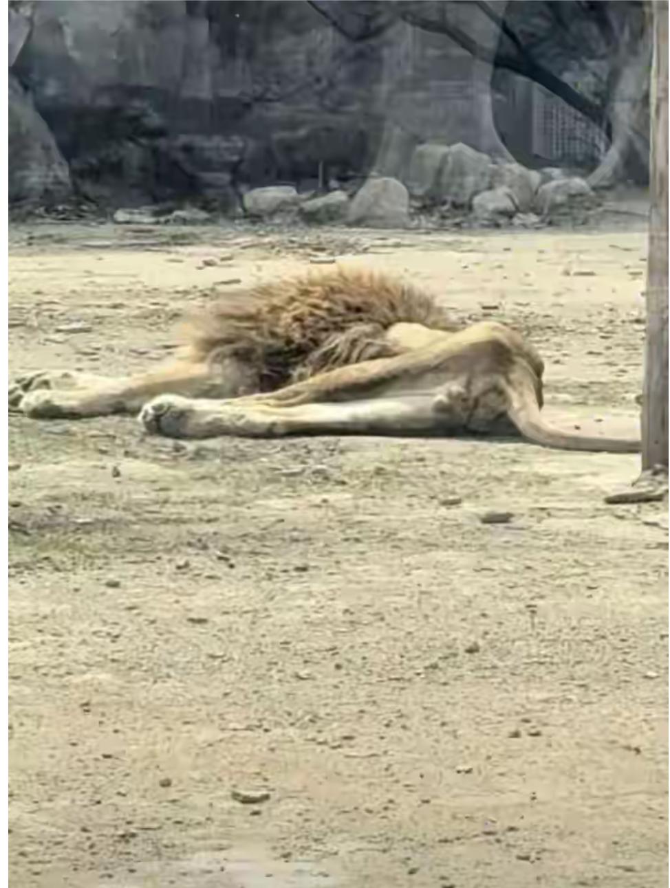 这狮子太重情了，前不久母狮不在了，这狮子就吃不下多少东西，短短数十天，就变成皮包