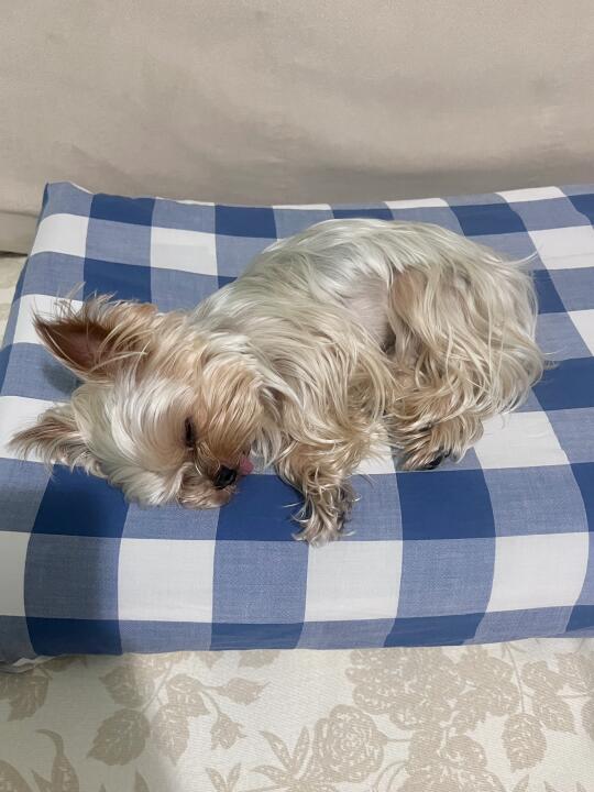 🐾｜狗窝哪有妈妈枕头香呀🥰