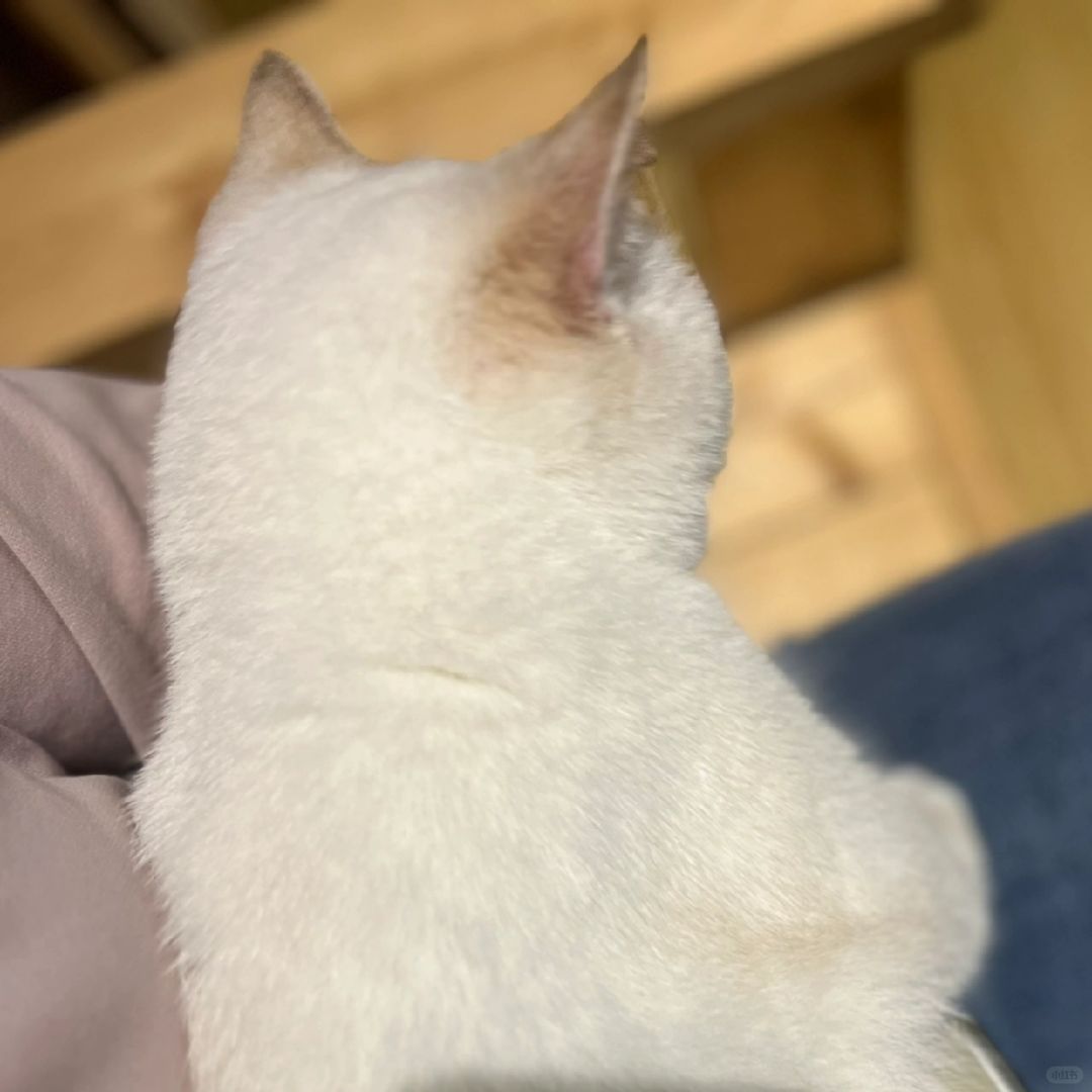 （136）好日子到底是谁在过啊！