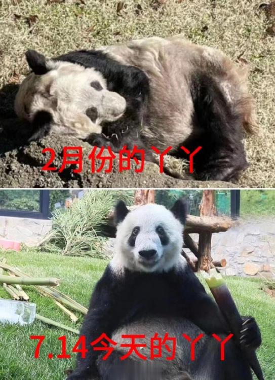 丫丫回国之后的变化，美国孟菲斯动物园有没有虐待、不给吃得、不给看病就不说了…但是